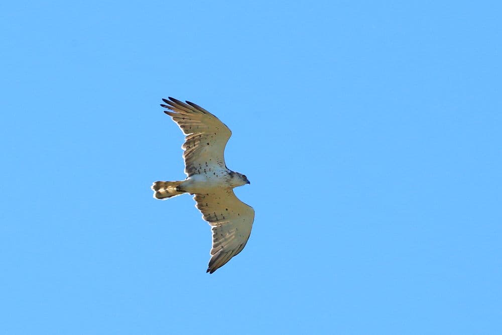 Àguila marcenca volant, circaetus gallicus