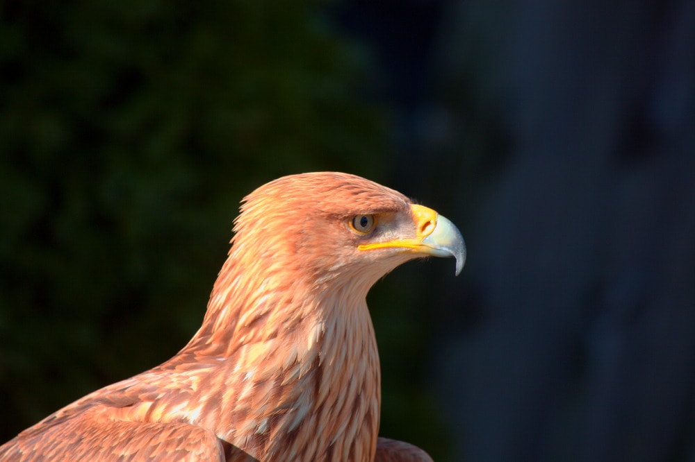 Àguila daurada cap de perfil