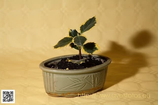 Grèvol variegat, ilex aquifolium, plantó