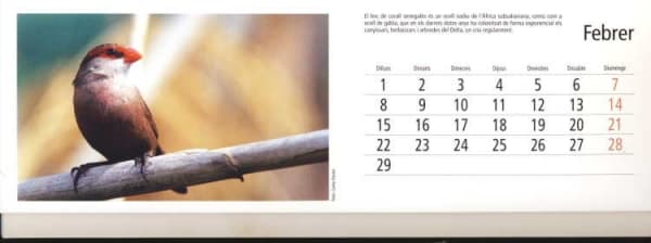 Calendari. Bec de corall senegalès
