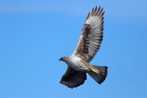 Àguila cuabarrada en vol