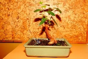 Branquíton com bonsai