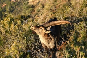 Cabra salvatge ibèrica, femella