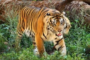 Tigre de Bengala reial