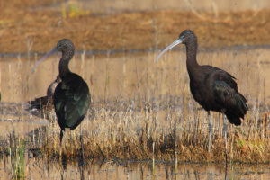 Capó reial o ibis negre